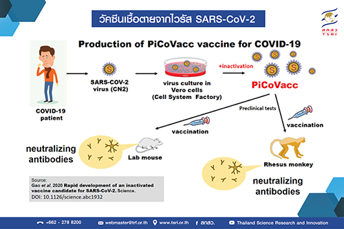 สกสว. เผยนักวิจัยจีนพบวัคซีนกระตุ้นการสร้างภูมิคุ้มกันโรคโควิด-19 